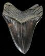 Serrated, Fossil Megalodon Tooth - Nice Tip #57178-1